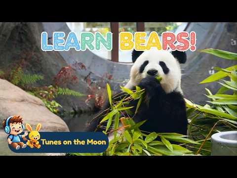 Learn Bears for Kids 🐻 | Black Bear, Polar Bear, Brown Bear, Sun Bear & Panda | Fun Learning Song